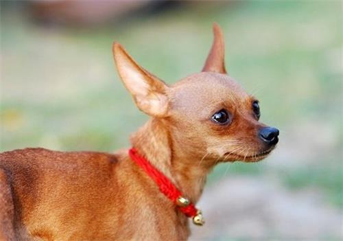 小鹿犬吃东西老是吃掉