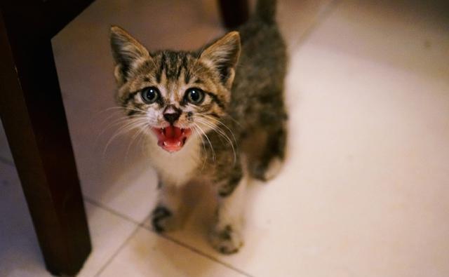 猫咪嗓子卡东西怎么办