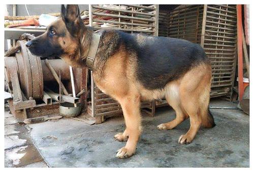 训练德牧犬看门