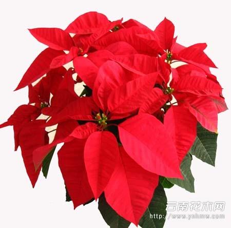 一品红花如何栽培