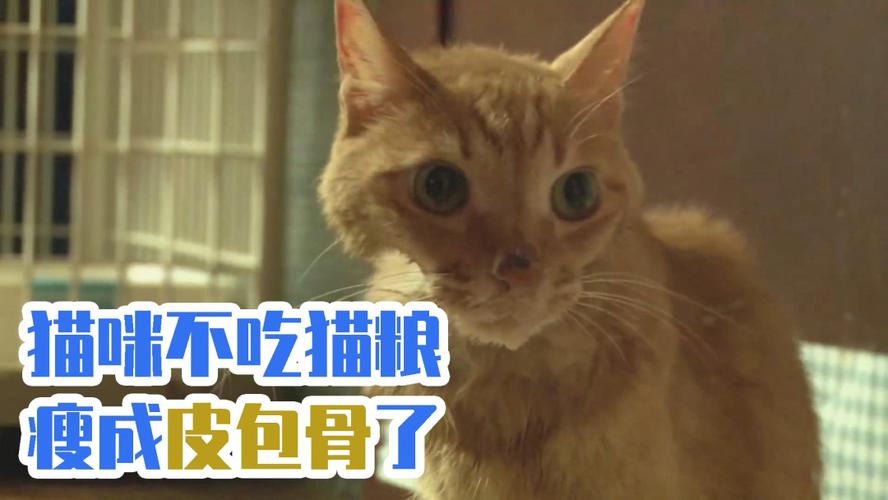 猫咪最近瘦不吃东西