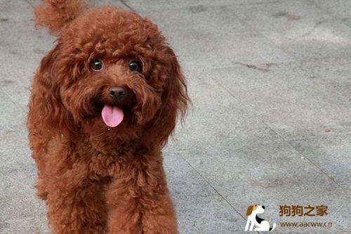 怎样训练泰迪狗装死