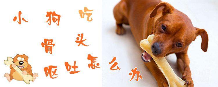 狗狗呕吐后不想吃东西怎么办