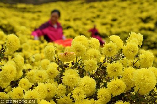 菊花的栽培