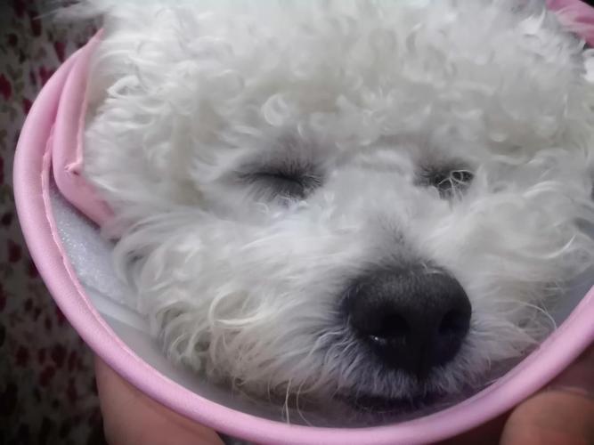 狗狗嗓子里卡东西症状