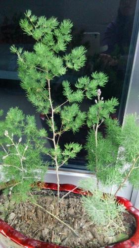 蓬莱松用什么栽培