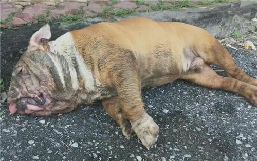 训练斗牛幼犬拉屎视频