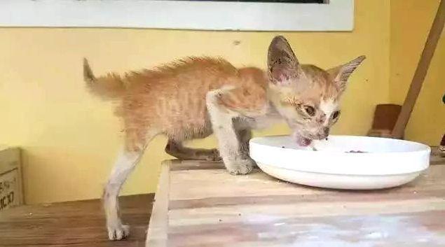 猫不吃东西消瘦