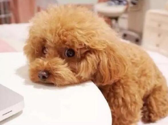 泰迪老了注意什么东西
