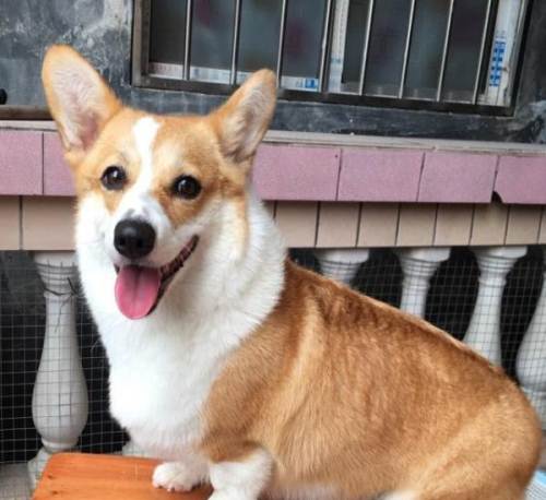 柯基犬七个月怎么训练