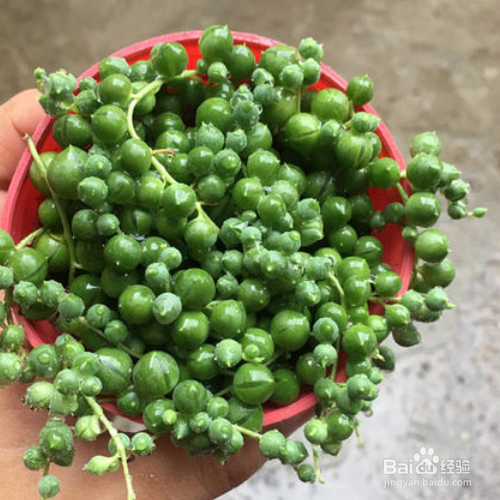 佛珠的栽培