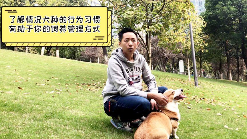 宠物行为训练师工资
