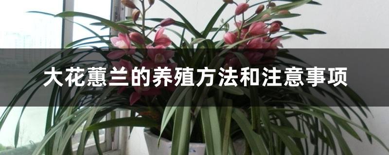 大花蕙兰的养殖方法