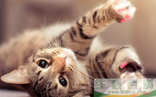猫咪突然乱抓东西怎么办