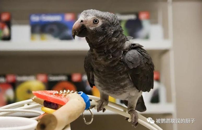 训练灰鹦拉屎