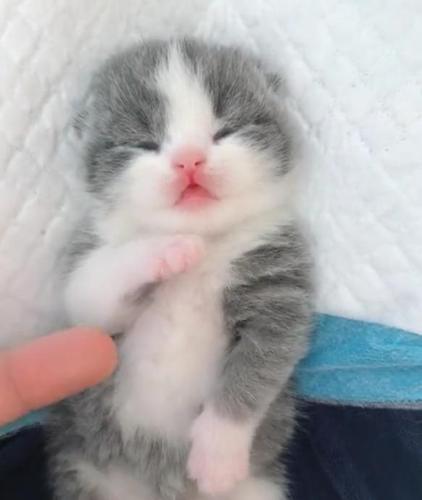 奶猫不爱吃东西怎么办