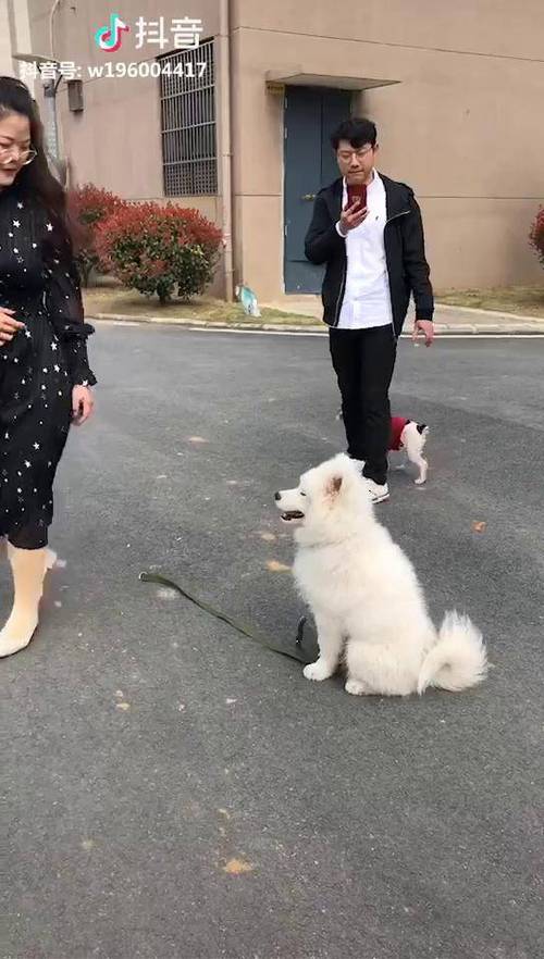 如何训练萨摩原地不动