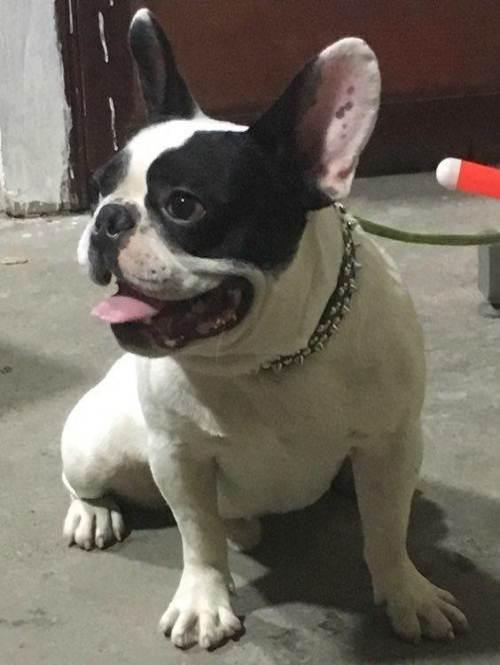 法斗犬成年了训练晚不