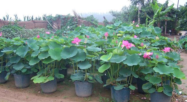 池塘荷花栽培技术