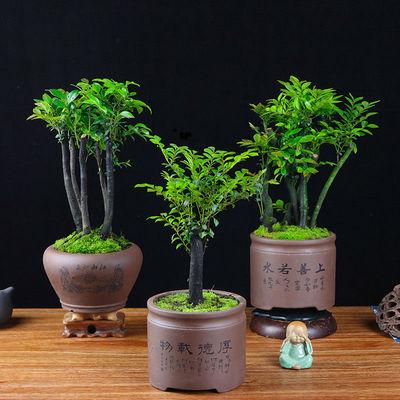 小小叶紫檀怎么养殖方法