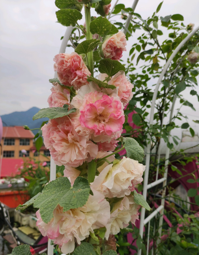 蜀葵的栽培
