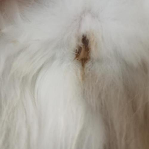公猫总频繁尿尿 吃东西吐
