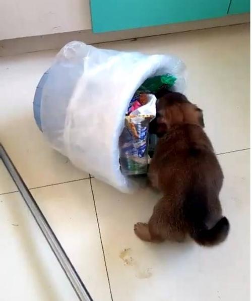狗晚上乱翻家里东西