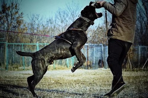 卡斯罗犬如何训练视频教程
