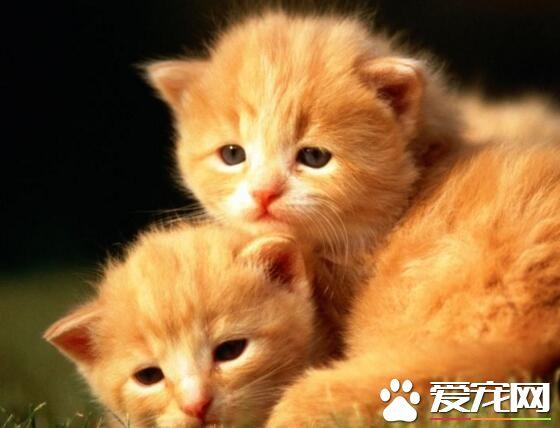 第一次买猫要注意什么东西