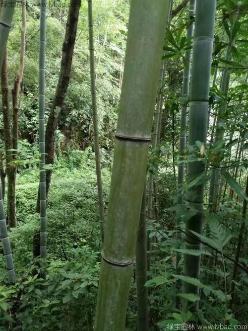 刚竹栽培技术