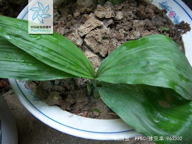 鹤顶兰栽培方法