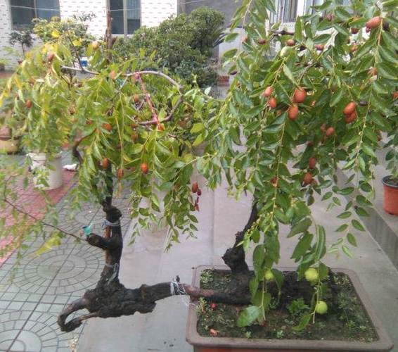 盆栽看枣栽培