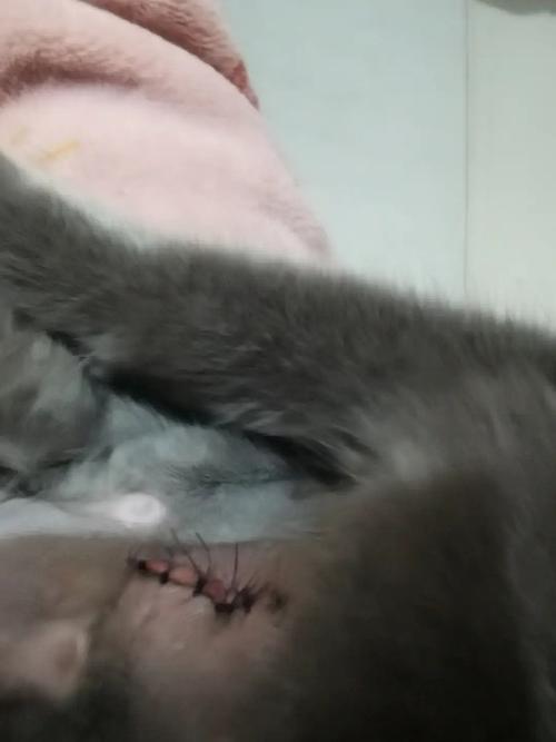 母猫绝育后吃东西会吐