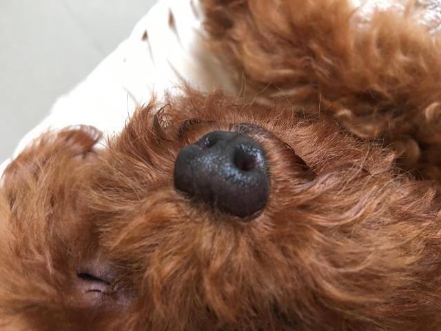 警犬泰迪嗅觉训练方法