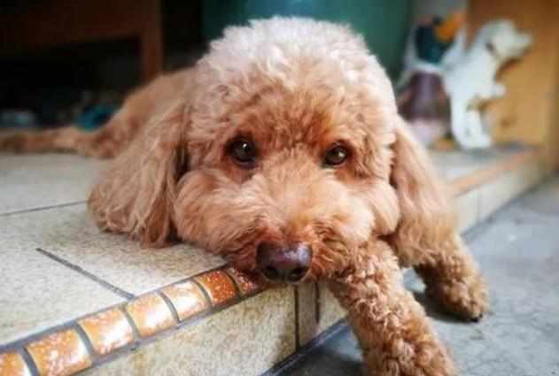如何训练泰迪幼犬不叫