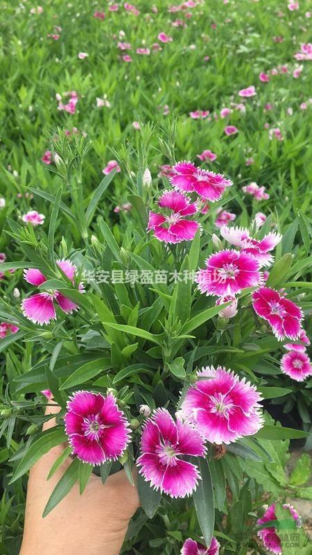 石竹分苗时注意事项