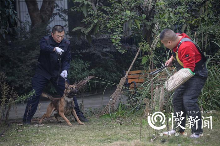 怎么训练狗攻击指令