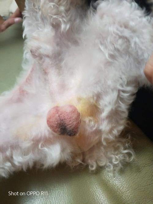 狗狗阴囊附近长东西