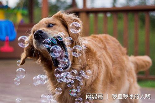 狗吃了塑料后不吃东西怎么办