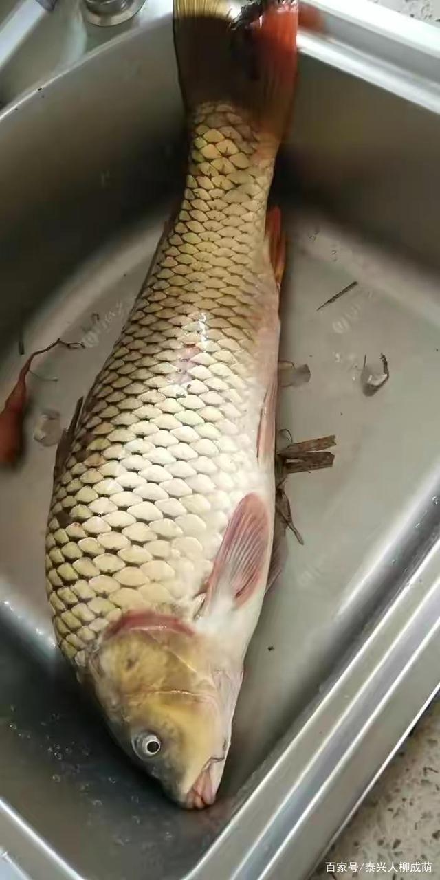 十斤大鲤鱼做法