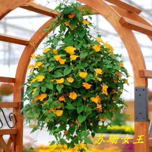 花卉黑眼苏珊栽培技术