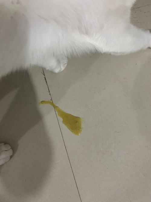 猫止住吐了到不吃东西