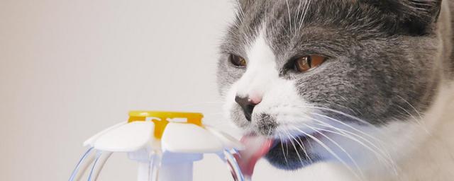 猫咪咳嗽卡东西