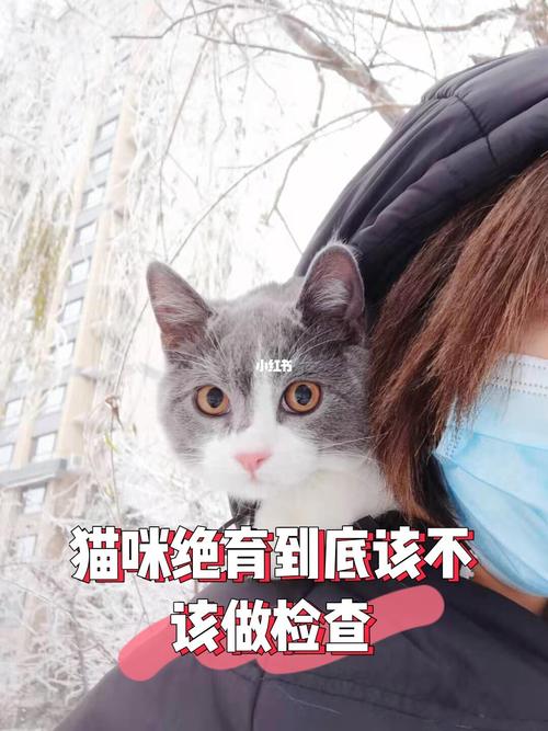 买猫的时候要检测什么东西