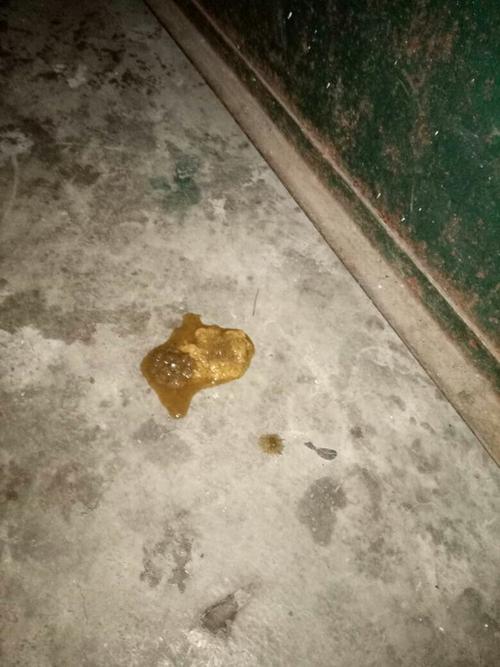 刚出生小狗 训练拉便便