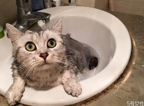训练猫洗澡
