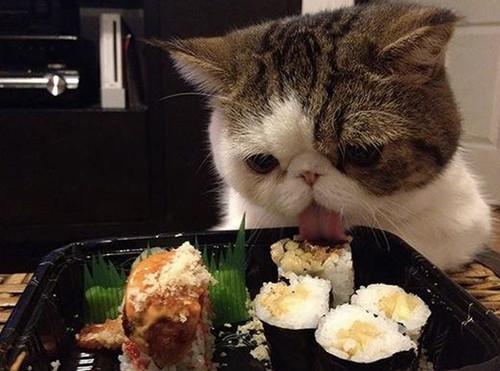 猫咪没病就是不爱吃东西