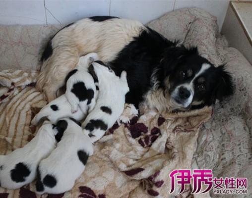 刚出生母狗要注意什么东西