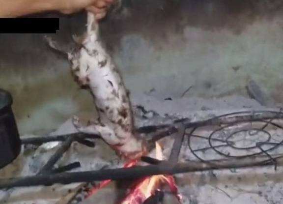 竹鼠的做法大全