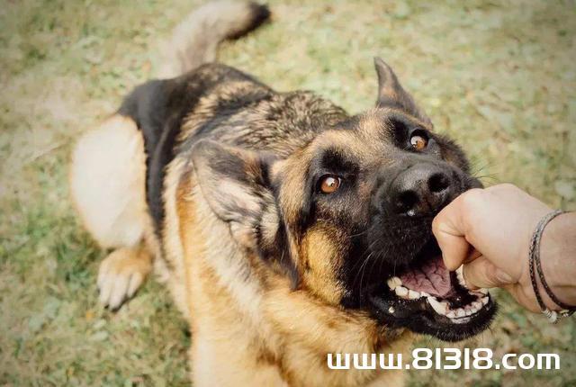 幼犬为什么喜欢咬东西怎么办
